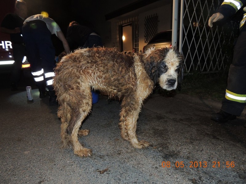 Bild Tierrettung RheinNeckar Hund