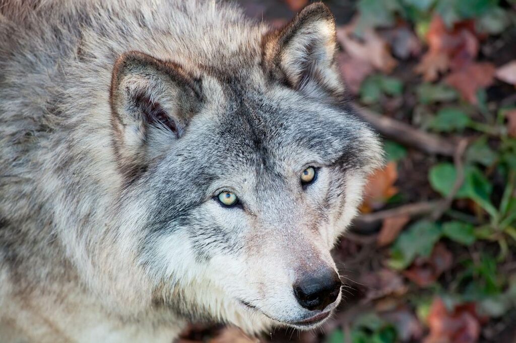 Was Mit W Lfen Geschieht Wenn Sie Als Hunde Aufgezogen Werden