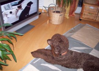 Hund sieht Fernsehen