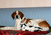 Hund und Katze, Foto: Melanie