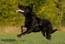 Tierfotografie - Hund