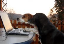 Hunde vor Laptop, Foto: Melanie