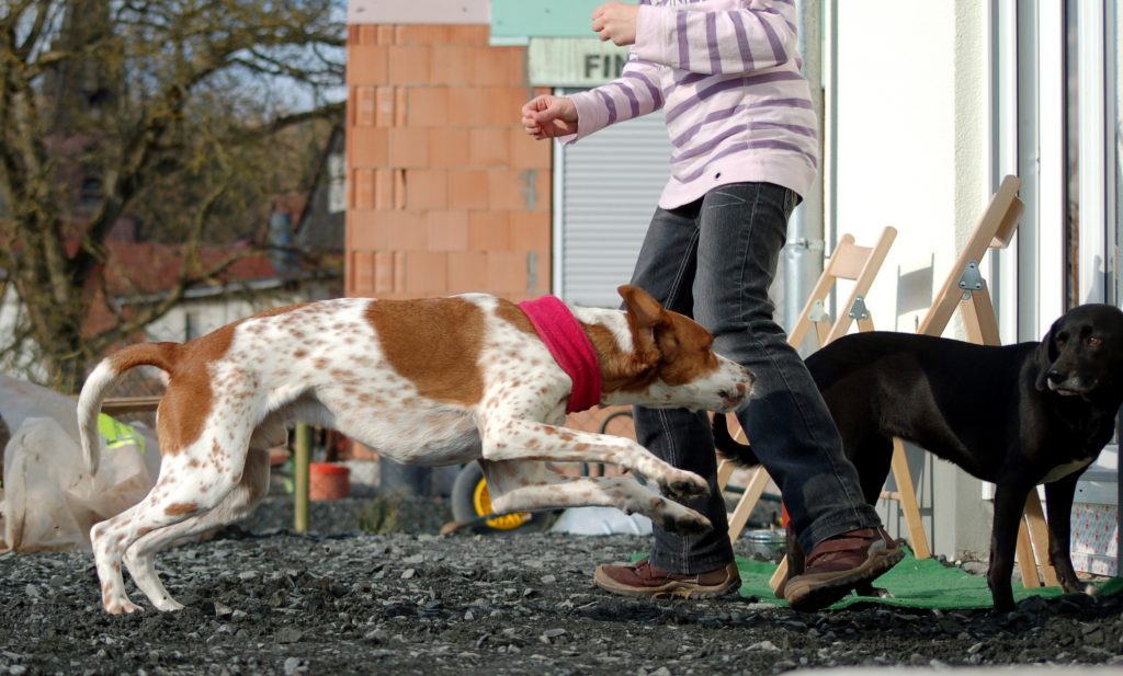 Verteidigung Im Notfall Wenn Der Eigene Hund Angegriffen