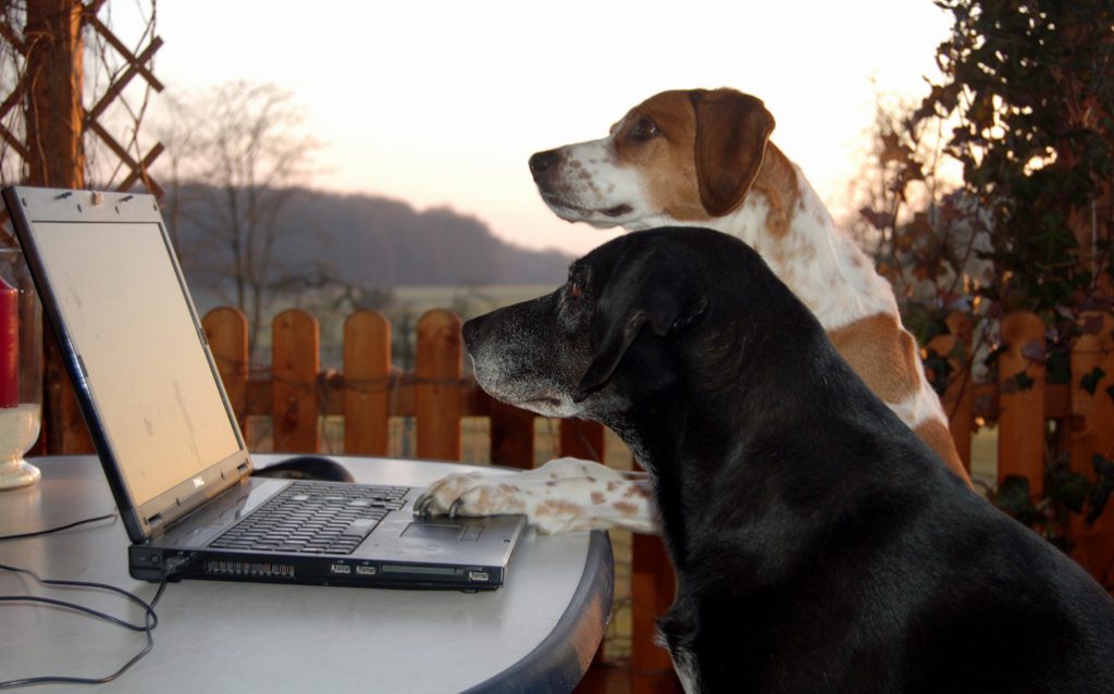 Hund im Büro Besseres Arbeitsklima &amp; Stimmung durch Vierbeiner