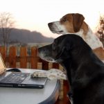 Beispielbild für Hunde im Büro, Foto: Melanie