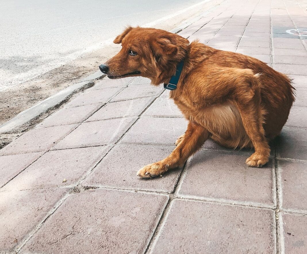 Flohspeichelallergie Häufig vorkommende Allergie bei Hunden