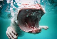 underwater-dogs-coraline-oldeenglishbulldogge