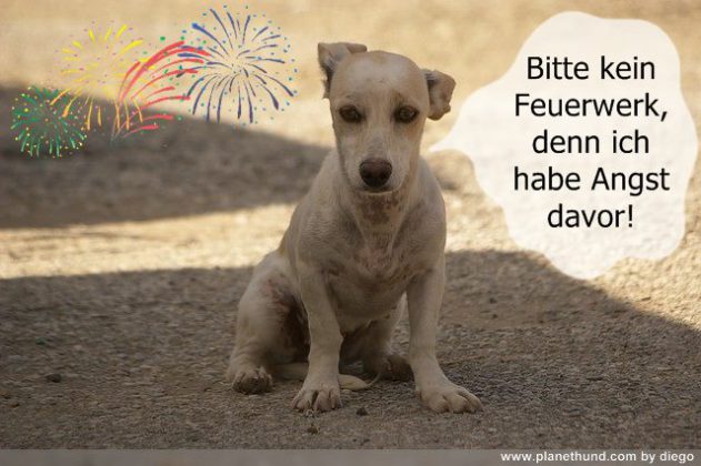 Hund ängstlich zu Silvester: Was tun? Was hilft wirklich?