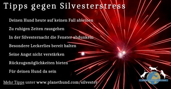 Hund ängstlich zu Silvester: Was tun? Was hilft wirklich?