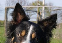 Border Collie Blume