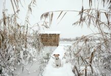 Gefrorener See Hund