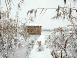 Gefrorener See Hund