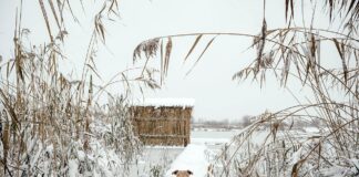 Gefrorener See Hund