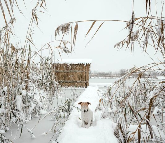 Gefrorener See Hund