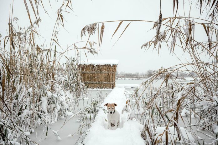 Gefrorener See Hund