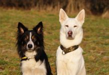 Border Collie, Husky Schäferhund Mix sitzen