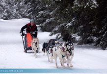 Schlittenhunderennen Gaberl