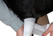 hund-erste-hilfe-bandagebein