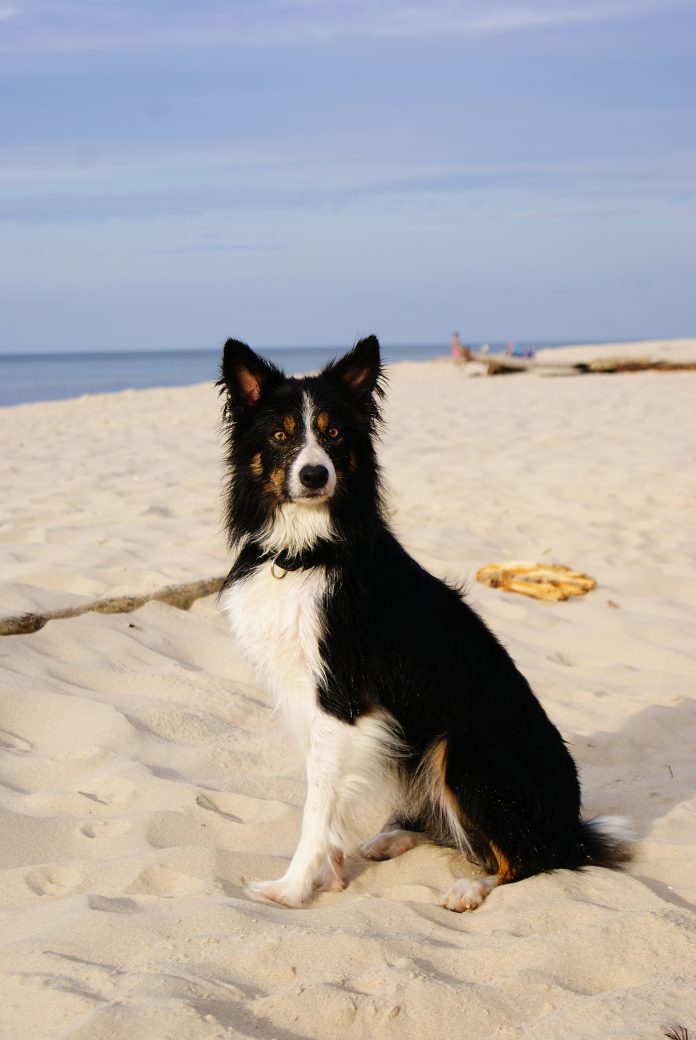 Border Collie – a problem dog!?