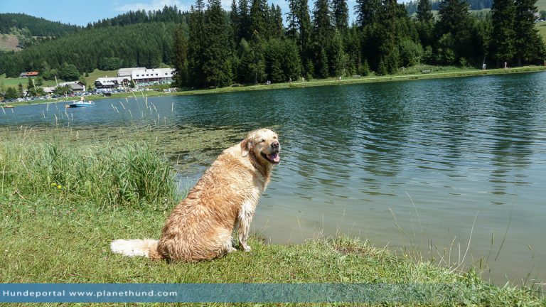 Teichalm Ein sommerlicher Ausflug mit Hund zum Baden und Wandern
