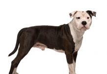 Hunderasse American Staffordshire Terrier