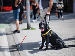 Blindenführhund in Deutschland