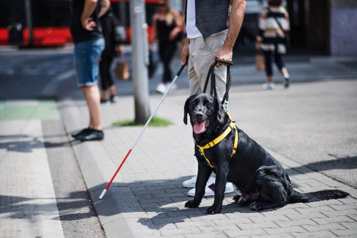 Blindenführhund in Deutschland