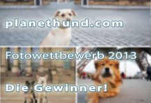 Gewinner Fotowettbewerb