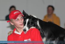 Lukas & Falco: Hundeausstellung Graz 2013 - Sonntag