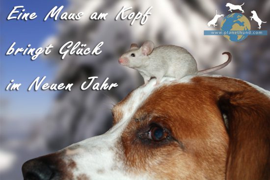 Tierischer Silvesterspruch