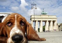 Berlin Hund