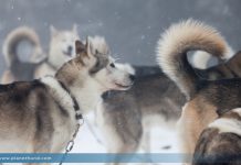 Huskys Schlittenhunde