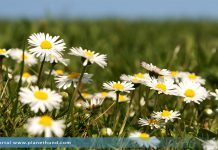 Gänseblumen Wiese