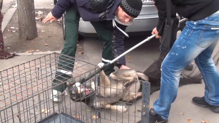 Rumänische Staatsanwaltschaft ermittelt gegen Tierschutz