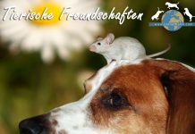 Tiere Freundschaft Hund Kleintiere