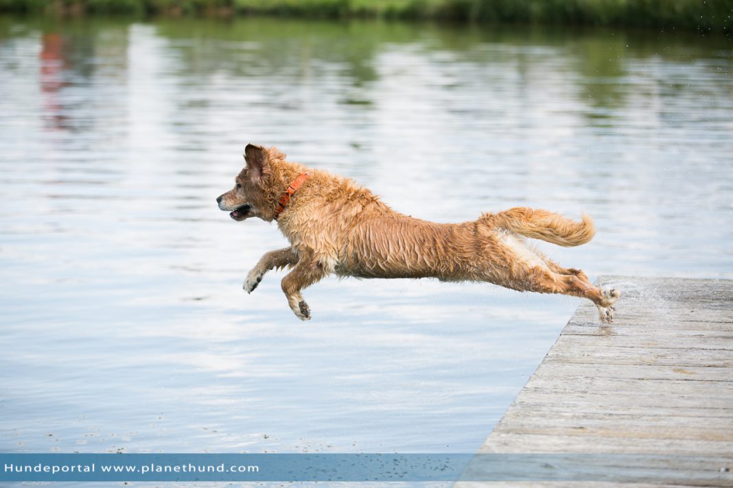 Urlaub mit Hund am See in Kärnten Österreich Reisetipp für Hundehalter