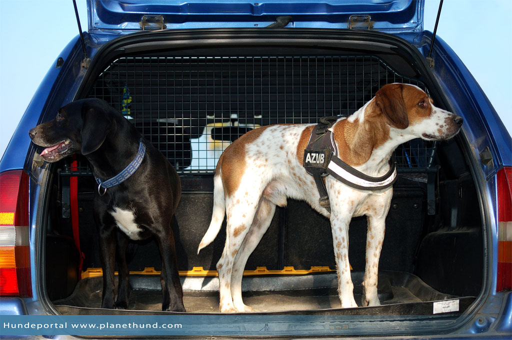 Müssen Hunde im Auto angeschnallt werden?, hund auto
