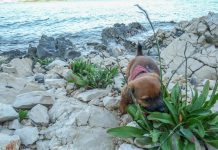 Urlaub Hund Meer