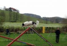 Agility Hund