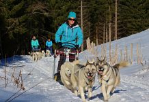 Schlittenhunde Les Paccots