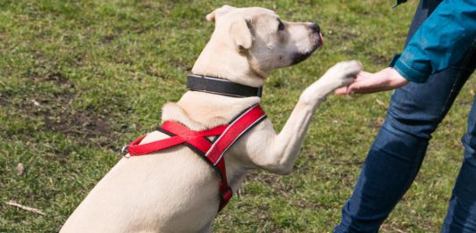 Allgemein Hund