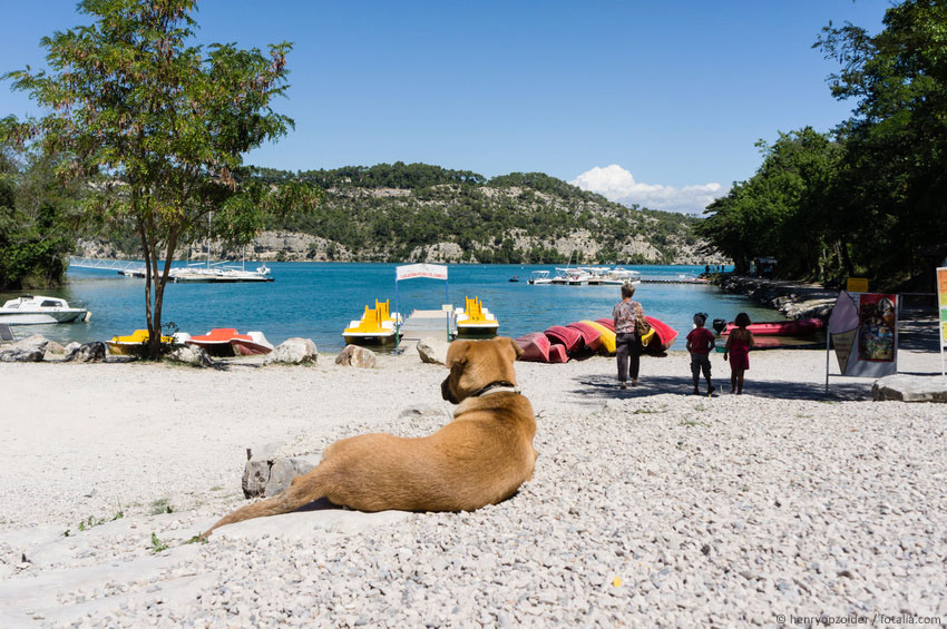 Urlaub mit Hund in Frankreich Hundereisen Hund