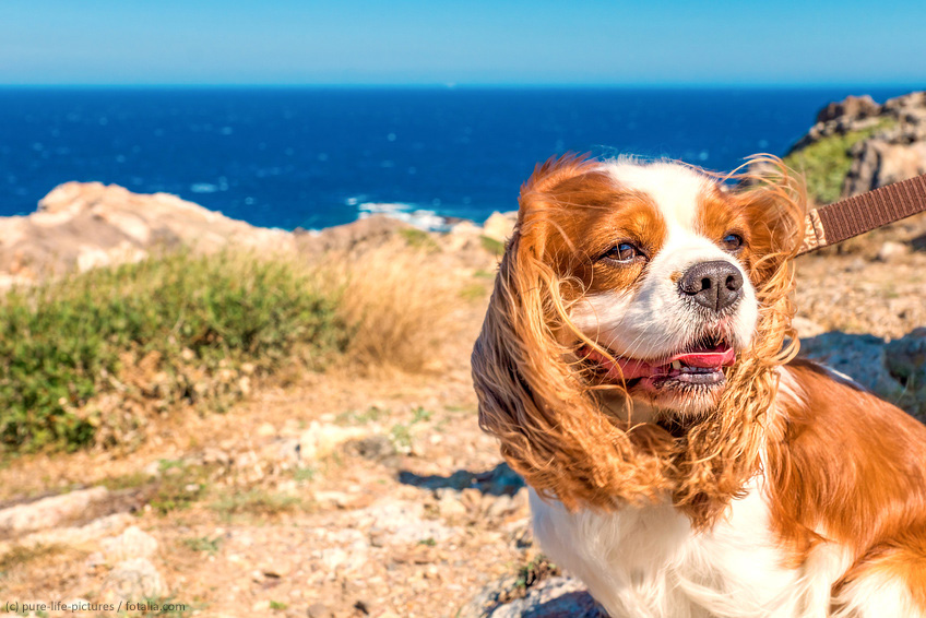 Urlaub mit Hund in Frankreich Hundereisen Hund