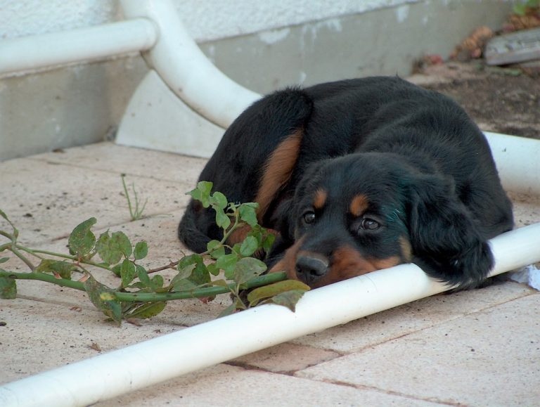 Zimmerkennel zum Erlernen der Stubenreinheit Sinnvoll? Hund