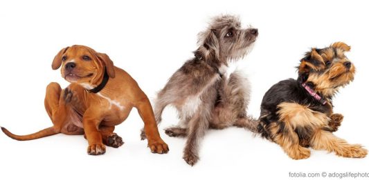 Hundekrankheiten Ratgeber &amp; Tipps im Hundemagazin Hund
