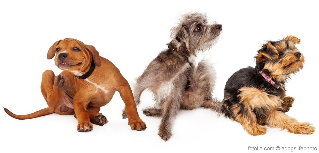 Allergie bei Hunden Symptome erkennen &amp; vorbeugen Hund