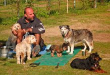 Camping mit Hunde in Salzburg