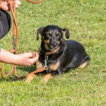 Hund Gassi gehen