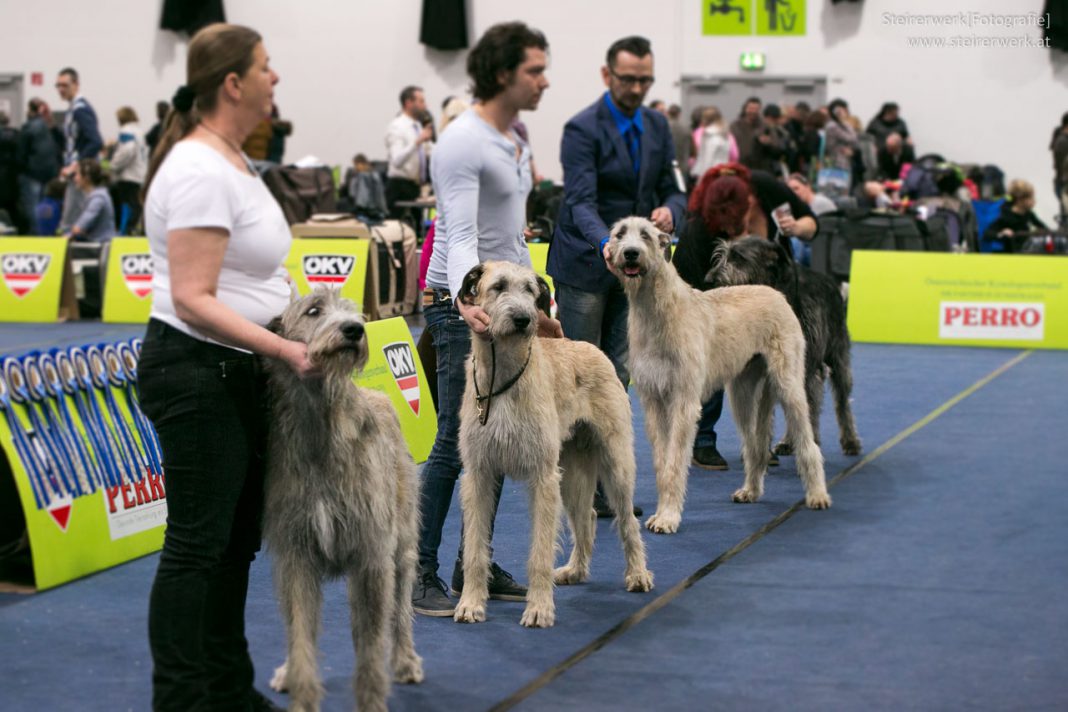 Hundeaustellung besuchen Über den Sinn &amp; Nutzen Hund