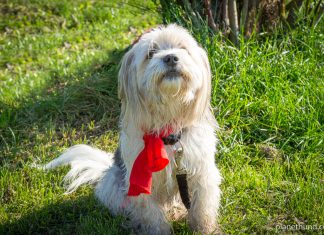 Urlaub mit Hund in Belgien - Die schönsten Hundereisen am ...